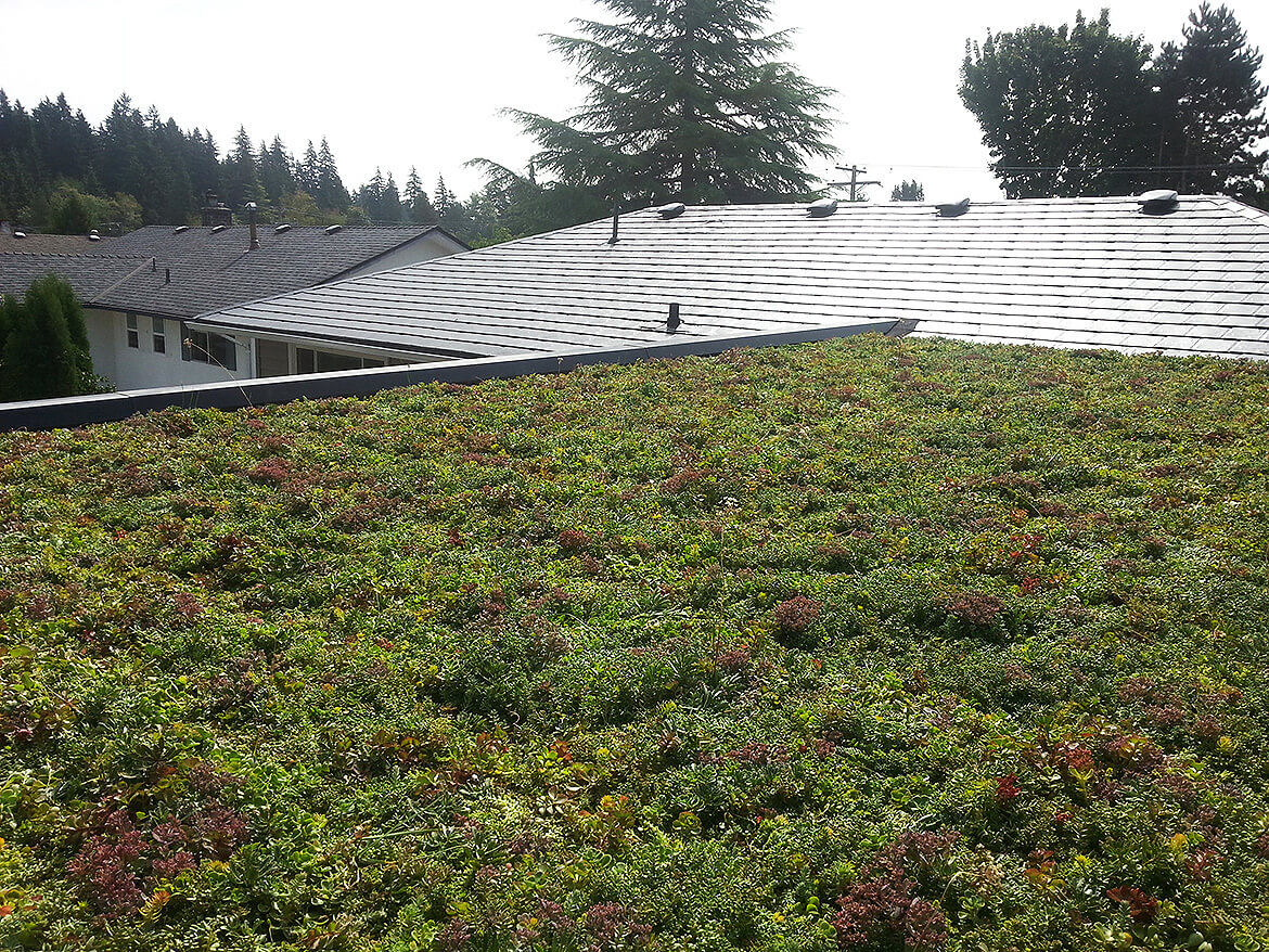 Green Roof Installation